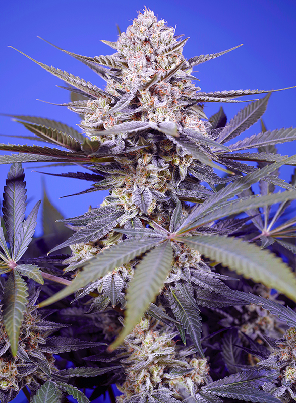 PINEAPPLE_SLUSH_XL_AUTO_SWS114_semenacannabis